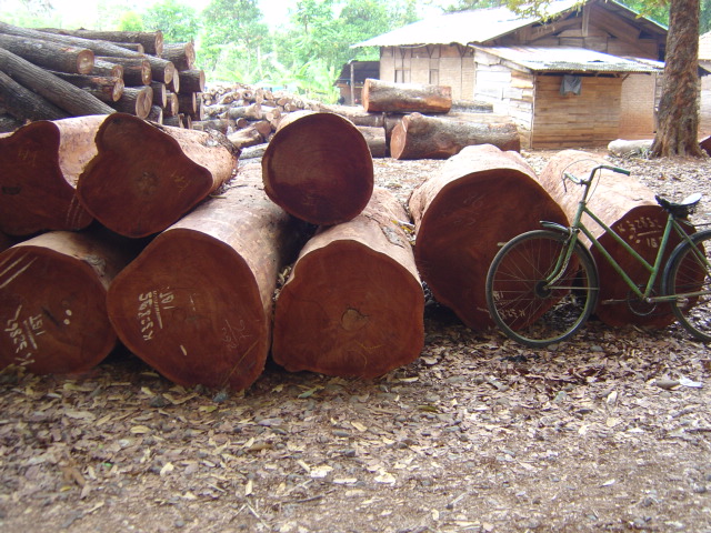 Large mahogany trees in factory lot